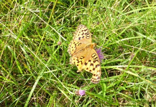 P1000529