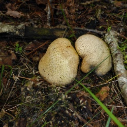 Moret sur Loing (77)