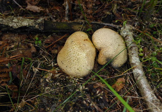 P1000530