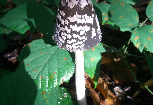 CIMG5587