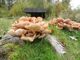 DSCN0884