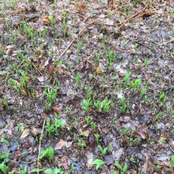 115_Poigny la Forêt (78)