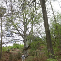 Rando des grands Chênes