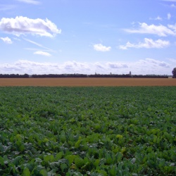 Blandy les Tours (77)