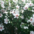 CIMG6704