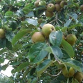 CIMG6715