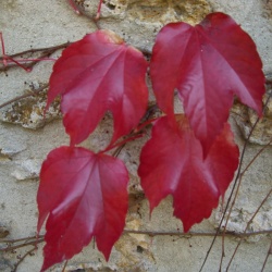La marche contre le cancer