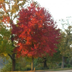 Festival régional de randonnée 2011