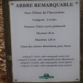 1.1-Chêne de l'ascension