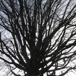 Randonnées des grands Chênes