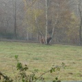3.3 Comme un bison