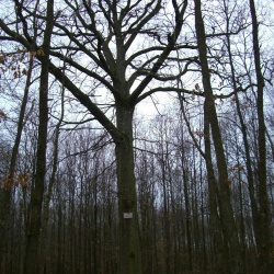 Ste MesmeF. St Arnoult janv 2012