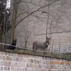Auvers sur Oise 2012