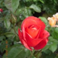 DSCN7405