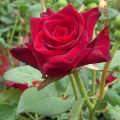 DSCN7461