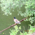 DSCN7604