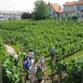 Rando CG 1.1- La vigne de Suresnes