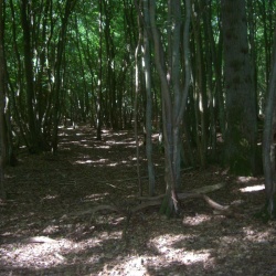 Forêt Rambouillet_étangs de Hollande