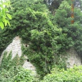 DSCN4538