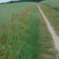 Des coquelicots pour Danielle