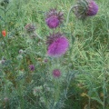 Chardon et coquelicot