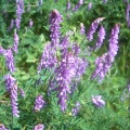 de belles couleurs de fleurs au bord du sentier