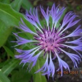 DSCN4140