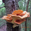 DSCN4177