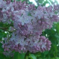 le beau lilas des Ecrennes