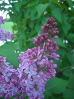lilas de la fontaine de la cave