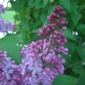 lilas de la fontaine de la cave