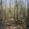 Sous-bois d'hiver