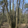 Touffe d'arbres remarquable