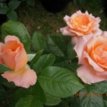 DSCN7406