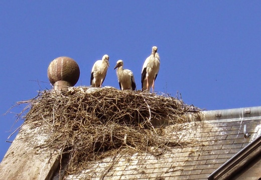 Cigognes sur le toit de l'église