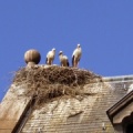 Cigognes sur le toit de l'église