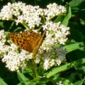 CIMG6756