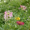 2. 1000205 Fleurs d'Auvergne