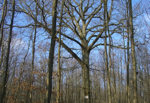 Le chêne de St Louis forêt de St Arnoult-Dourdan