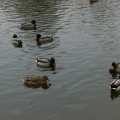 Les colverts du Bois de Boulogne