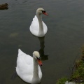 couple de cygnes au bois de Boulogne