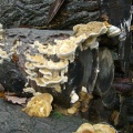 semaine humide les champignons poussent