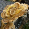 Champignon en forêt de Bernouville (60)