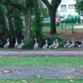 Oui, ce sont des oies sauvages