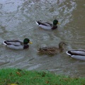 Les copains des oies les colverts