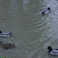 Les colverts de La Ferté Milon