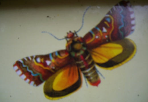 Papillon de Péroy les Gombries (60)