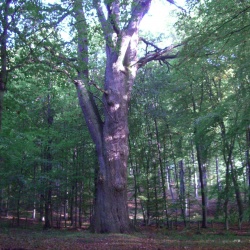 19_ Forêt Compiègne étgs St Pierre