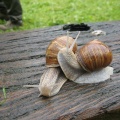 Escargots randonneurs