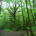 Forêt de Montmorency (1)